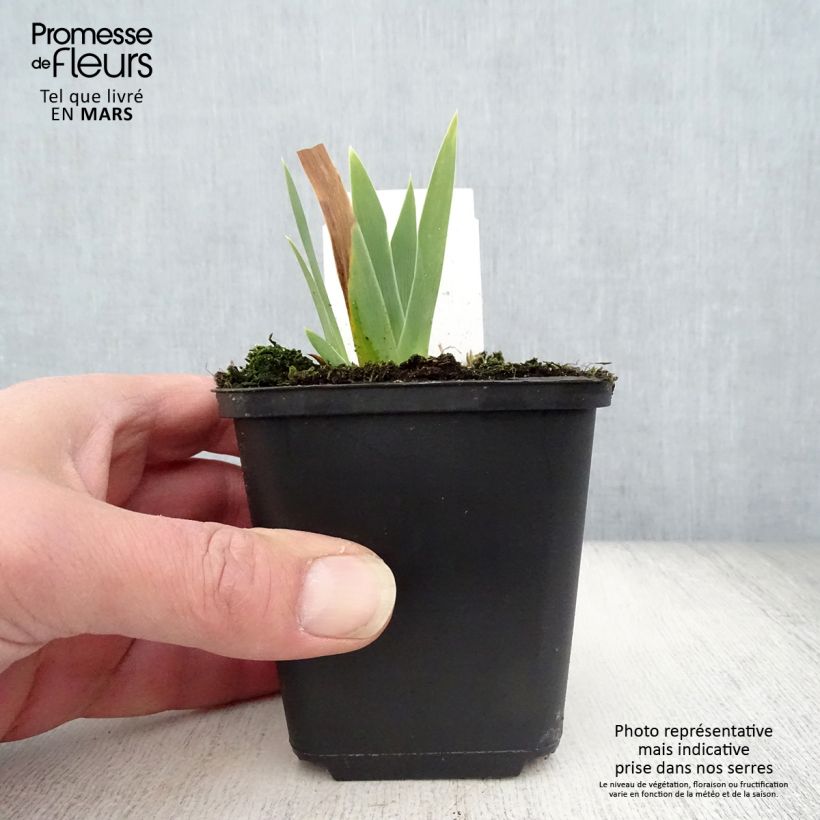 Example of Iris germanica Ola Kala Godet de 8/9 cm as you get in printemps