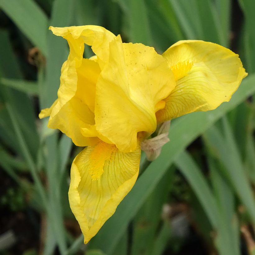 Iris germanica Ola Kala (Floraison)