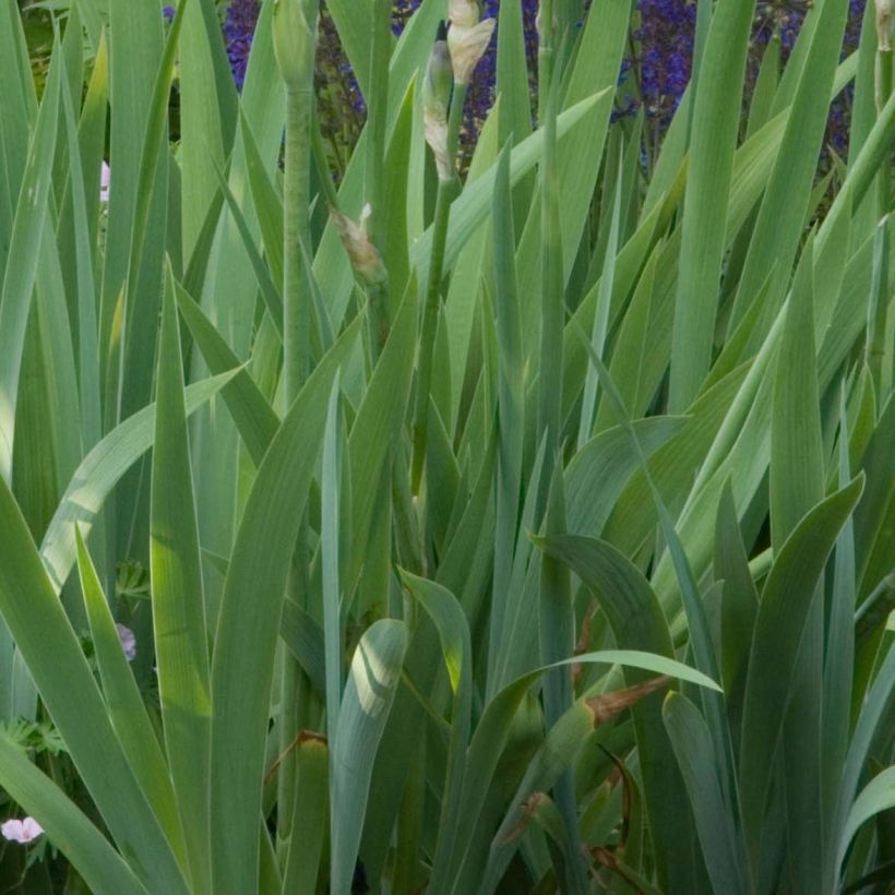 Iris germanica Old Black Magic (Foliage)