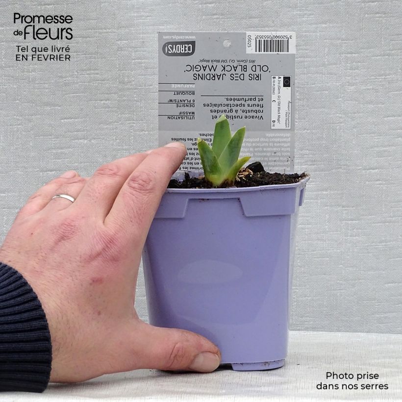 Example of Iris germanica Old Black Magic Pot de 1L/1,5L as you get in hiver