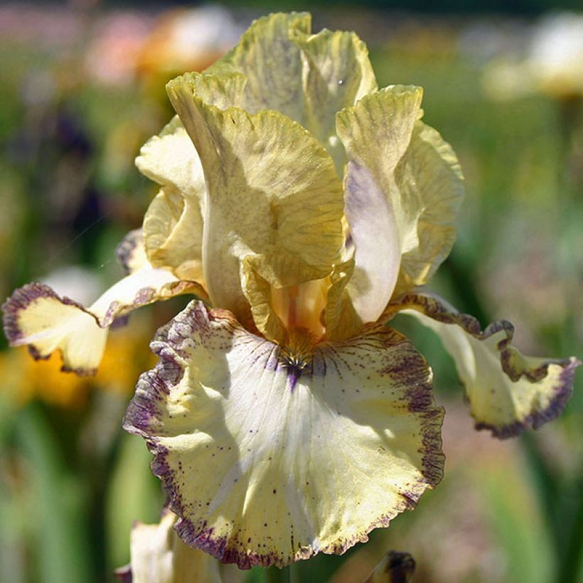Iris germanica Ominous Stranger - Iris des Jardins (Flowering)