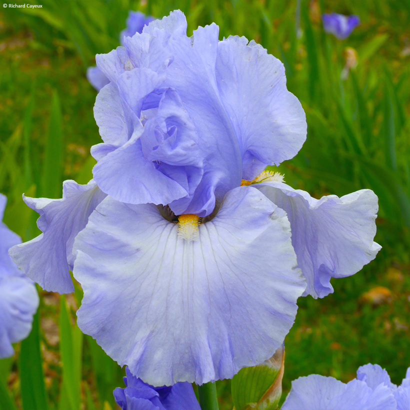 Iris germanica On En Rêve - Iris des Jardins (Flowering)