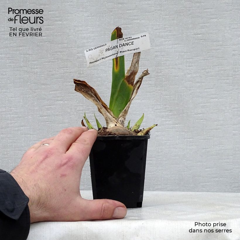 Example of Iris germanica Pagan Dance - Iris des jardins Godet de 8/9 cm as you get in hiver