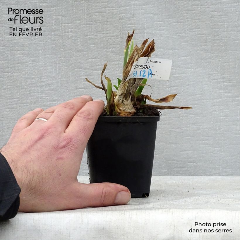 Example of Iris germanica Petit Bijou - Iris des Jardins Lilliput Godet de 8/9 cm as you get in hiver