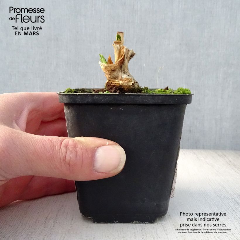 Example of Iris germanica Petit Moment - Variegata Reginae - Iris des Jardins intermédiaire Godet de 8/9 cm, Calibre 4/6 as you get in printemps