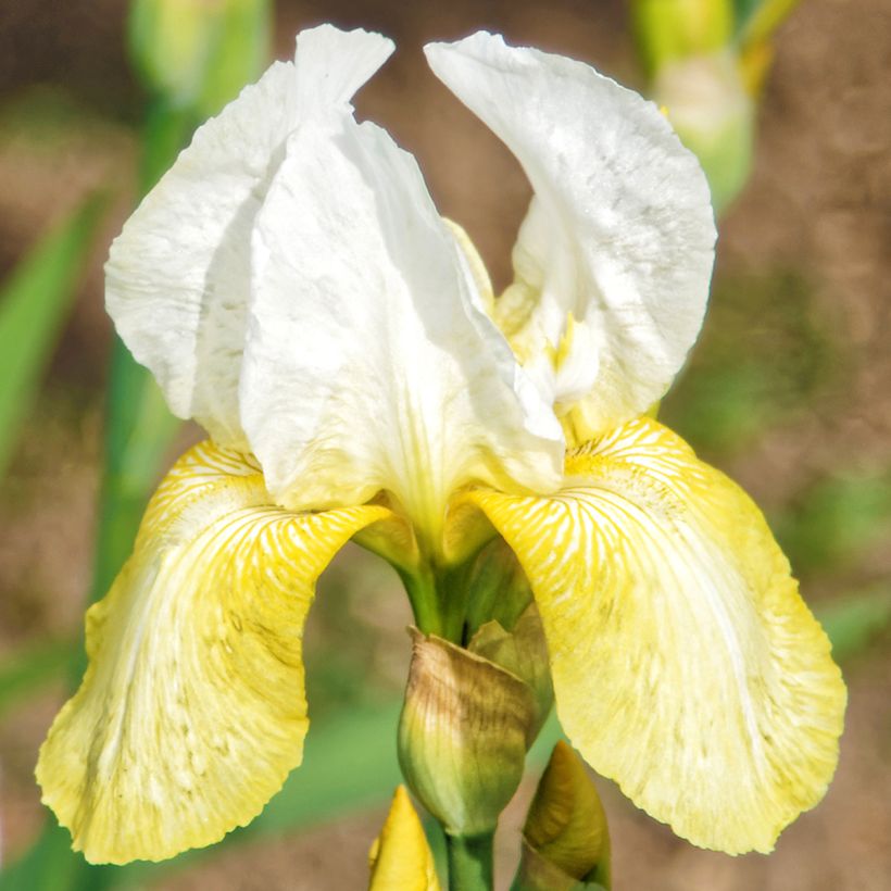Iris germanica Pinnacle - Iris des Jardins (Flowering)
