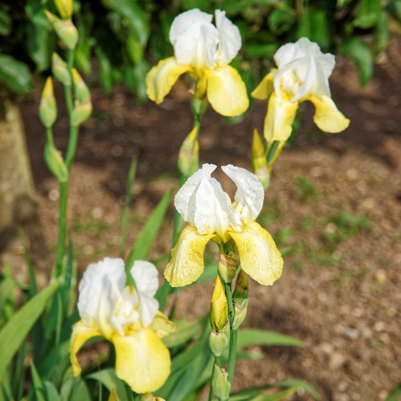 Iris germanica Pinnacle - Iris des Jardins (Plant habit)