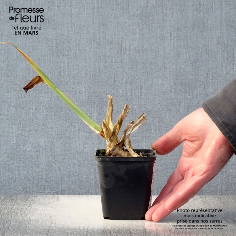Spécimen de Iris germanica Plaisantin - Iris des Jardins Godet de 8/9 cm tel que livré au printemps