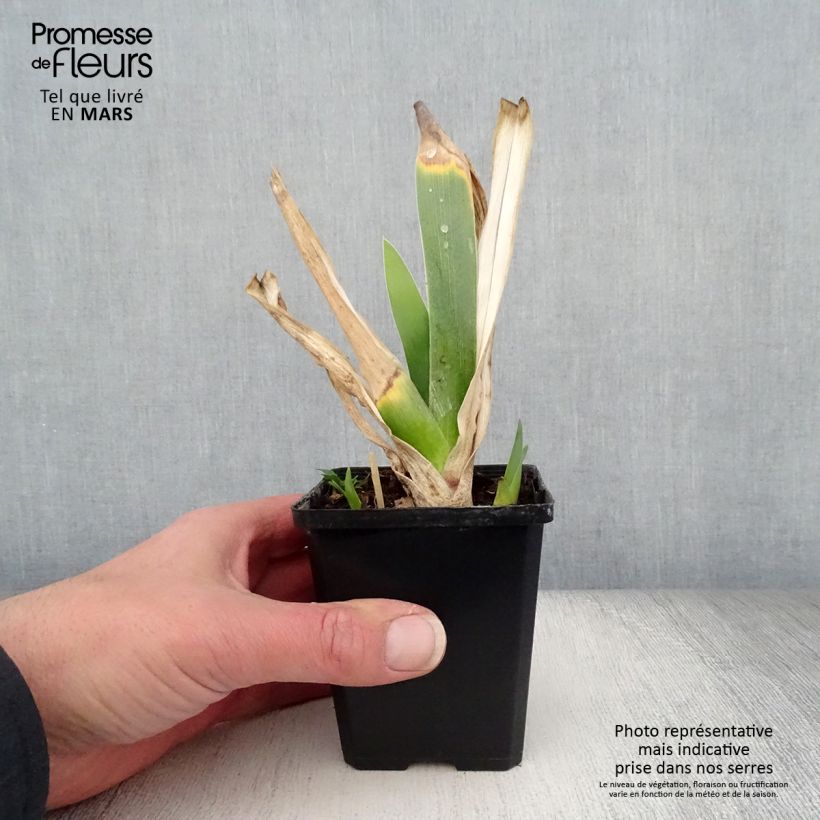 Example of Iris germanica Poésie - Iris des Jardins Godet de 8/9 cm as you get in printemps