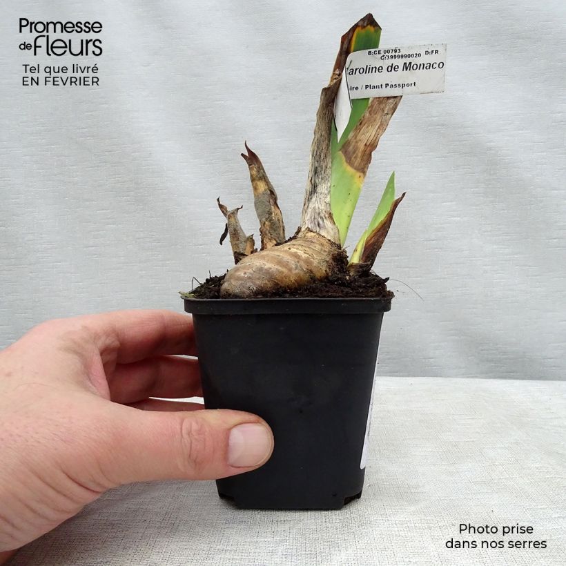 Example of Iris germanica Princesse Caroline de Monaco - Iris des Jardins Godet de 8/9 cm as you get in hiver