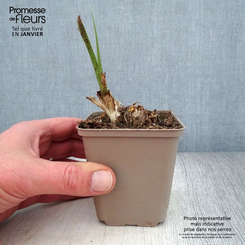 Example of Iris germanica Pumpkin Cheesecake - Iris des Jardins Godet de 8/9 cm, Calibre 4/6 as you get in hiver