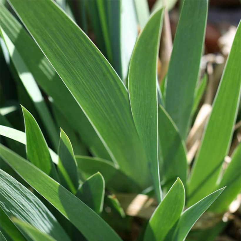 Iris germanica Ré la Blanche - Iris des Jardins (Foliage)