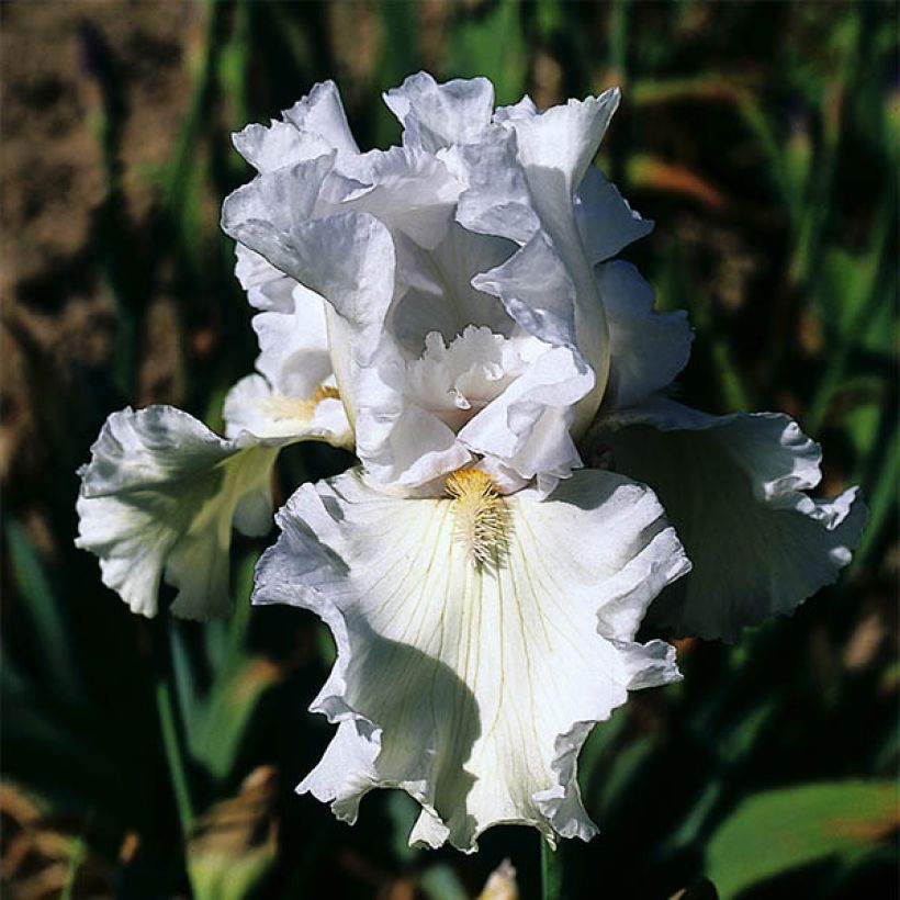Iris germanica Ré la Blanche - Iris des Jardins (Flowering)