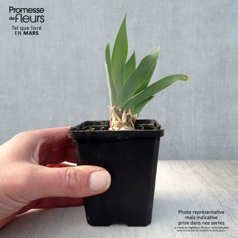 Example of Iris germanica Red Orchid - Iris des Jardins Godet de 8/9 cm, Calibre 4/6 as you get in printemps