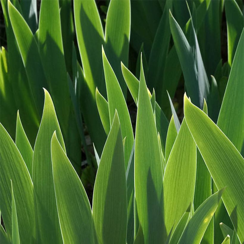 Iris germanica Ringo - Louise Emma - Iris des Jardins (Foliage)