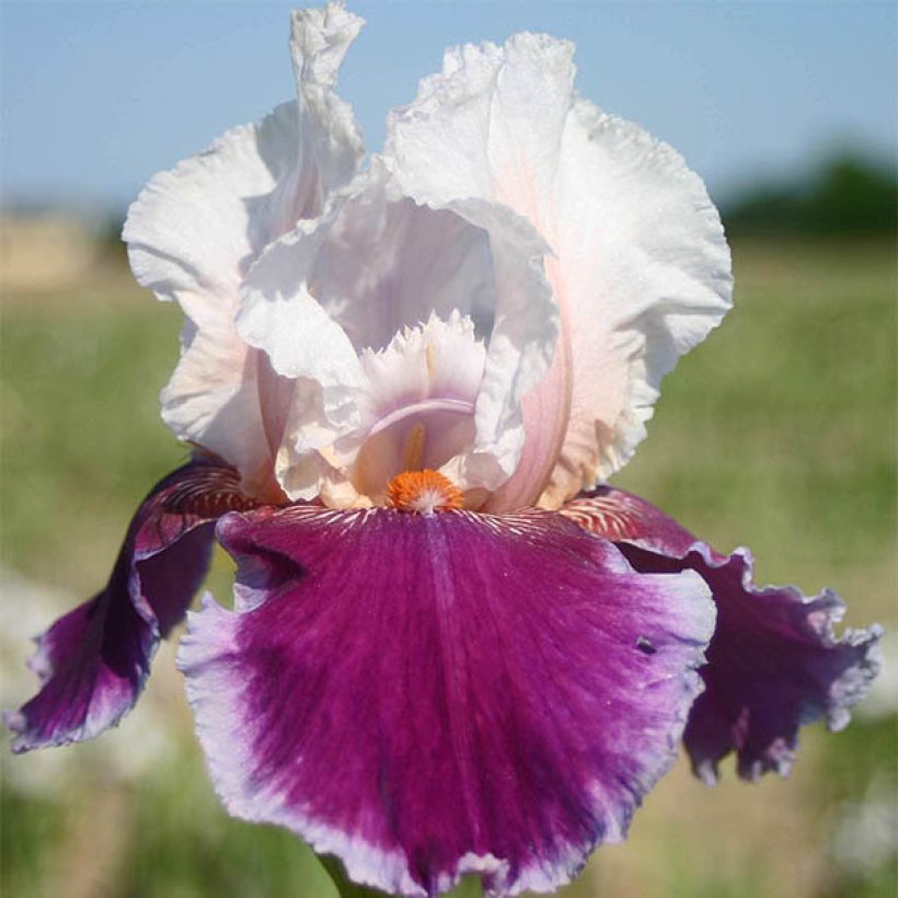 Iris germanica Ringo - Louise Emma - Iris des Jardins (Flowering)