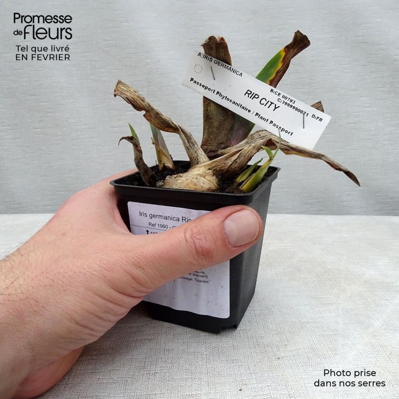 Example of Iris germanica Rip City Godet de 8/9 cm as you get in hiver
