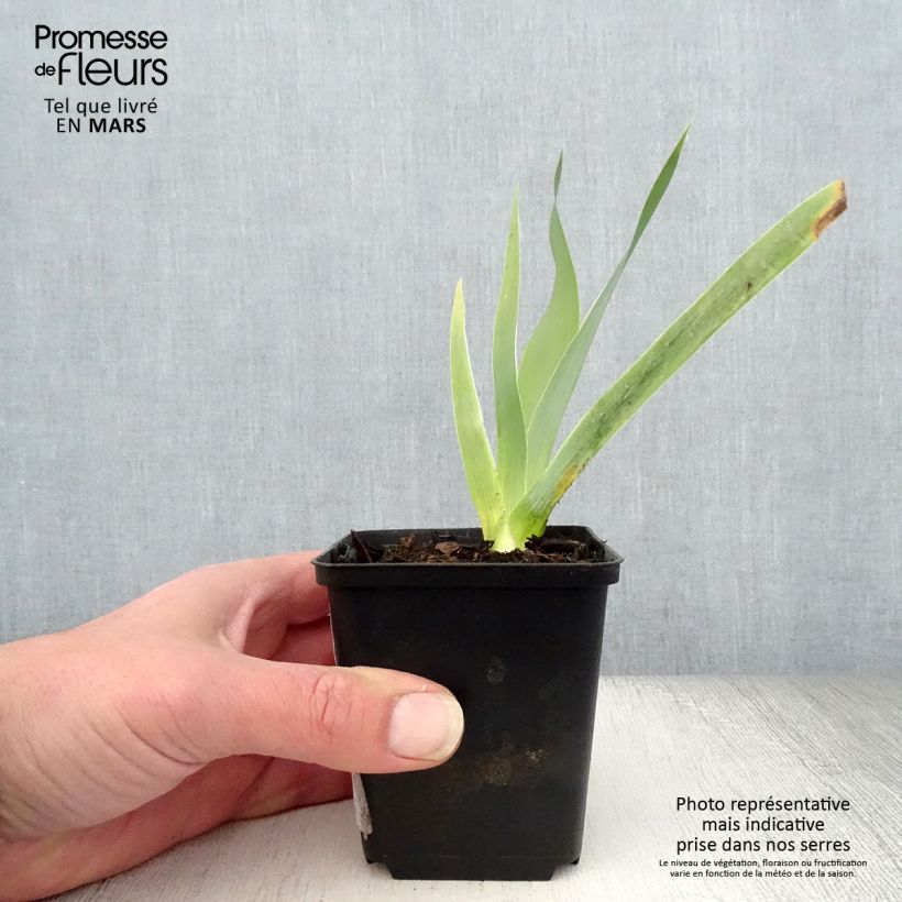 Spécimen de Iris germanica Robe du soir - Iris des Jardins Godet de 8/9 cm tel que livré au printemps