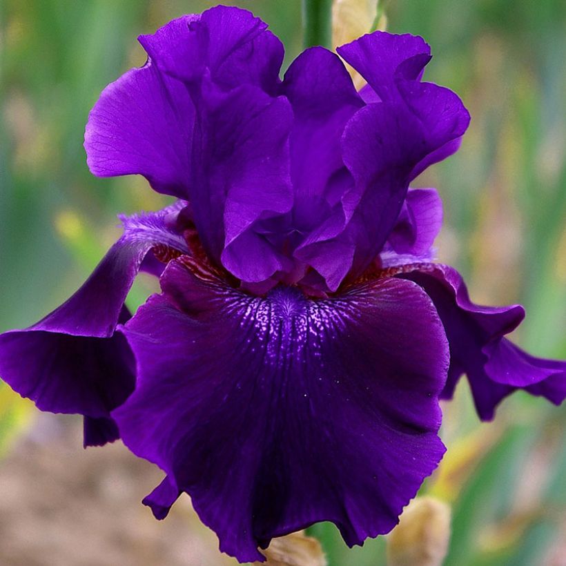 Iris germanica Rosalie Figge - Iris des Jardins (Flowering)