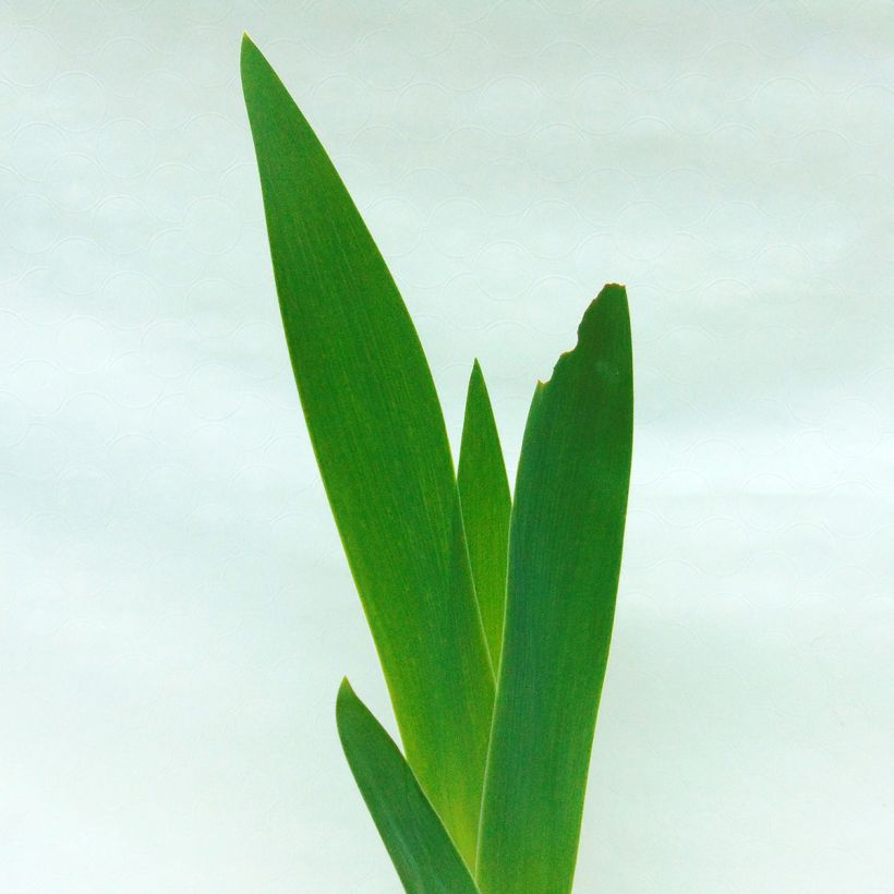 Iris germanica Saturn - Iris des Jardins (Foliage)