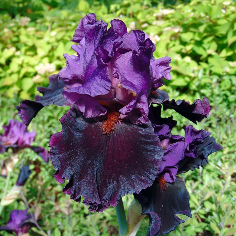 Iris germanica Saturn - Iris des Jardins (Flowering)
