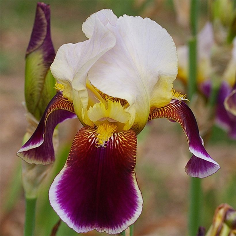 Iris germanica Shah Jehan - Iris des Jardins (Flowering)