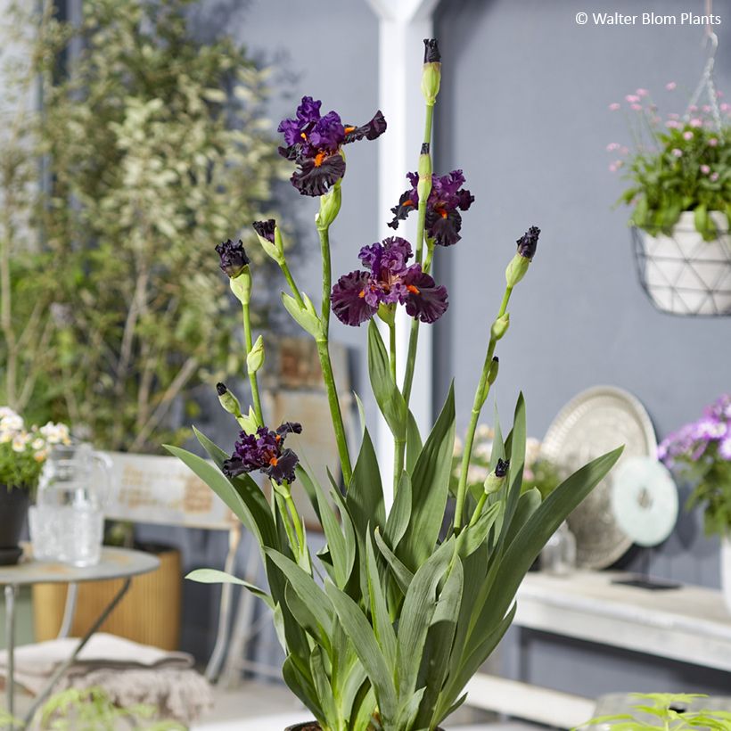 Iris germanica Sharp Dressed Man - Iris des Jardins (Plant habit)