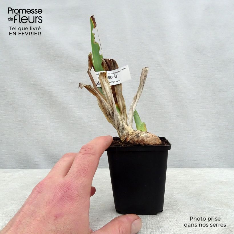 Example of Iris germanica Sirop de Framboise - Iris des jardins Godet de 8/9 cm as you get in hiver