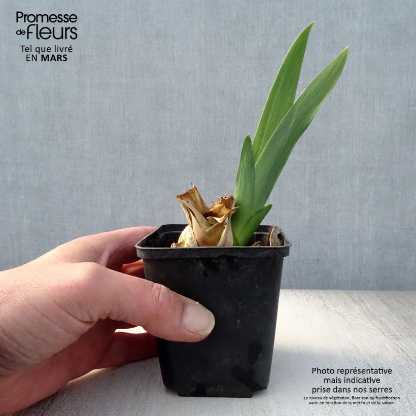 Example of Iris germanica Skyfire - Real Delight Godet de 8/9 cm, Calibre 4/6 as you get in printemps