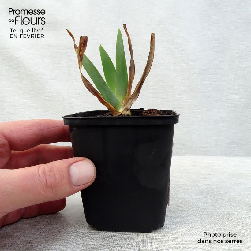 Spécimen de Iris germanica Smiling Faces - Iris des jardins Godet de 8/9 cm tel que livré en hiver