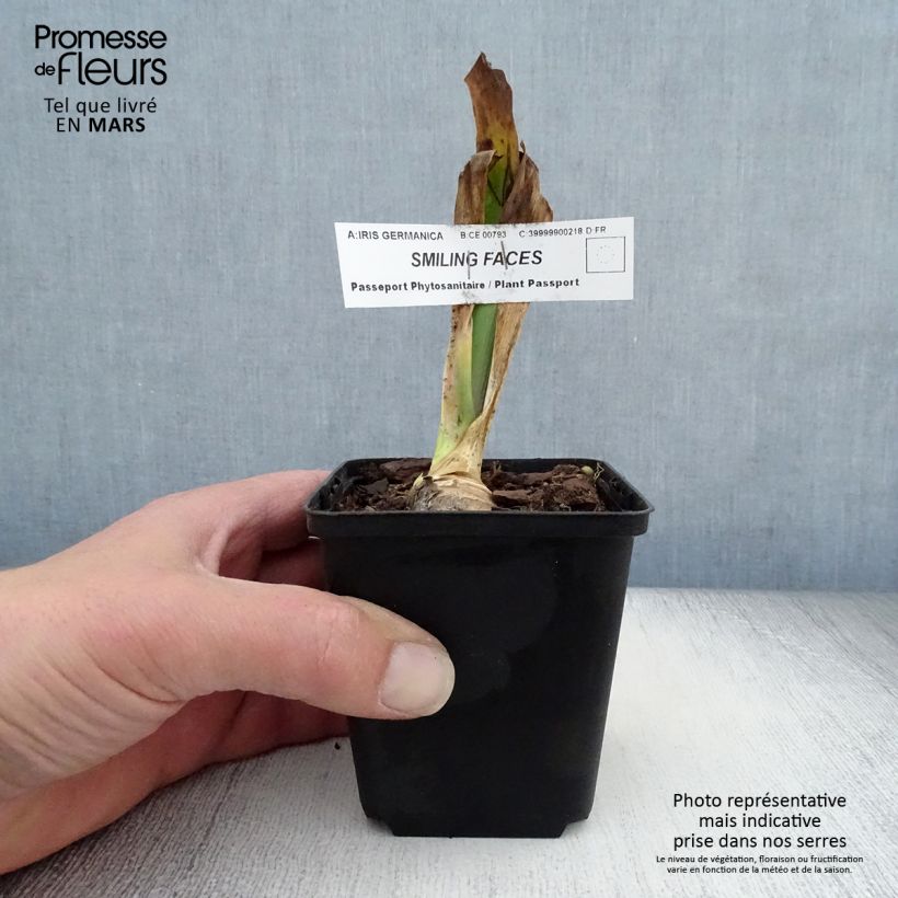 Example of Iris germanica Smiling Faces - Iris des jardins Godet de 8/9 cm as you get in printemps