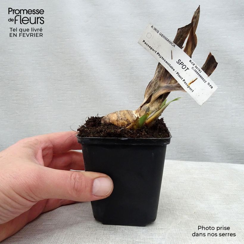 Example of Iris germanica Spot - Iris des Jardins remontant. Godet de 8/9 cm as you get in hiver