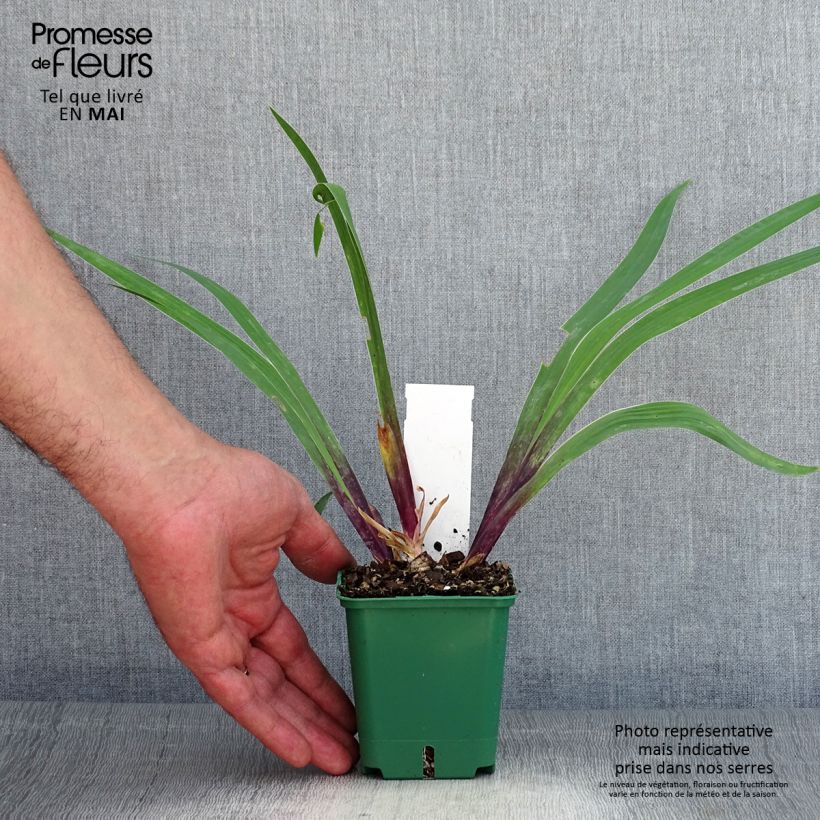 Example of Iris germanica Stellata - Iris des jardins Godet de 8/9 cm as you get in printemps