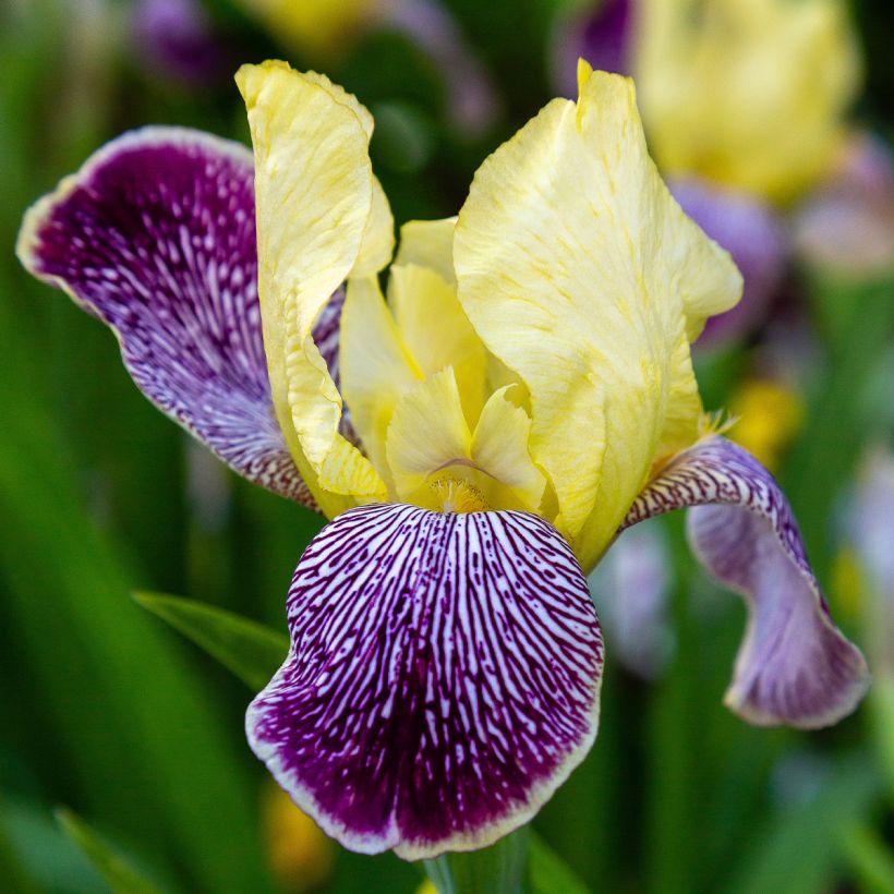 Iris germanica Stellata - Iris des jardins (Flowering)