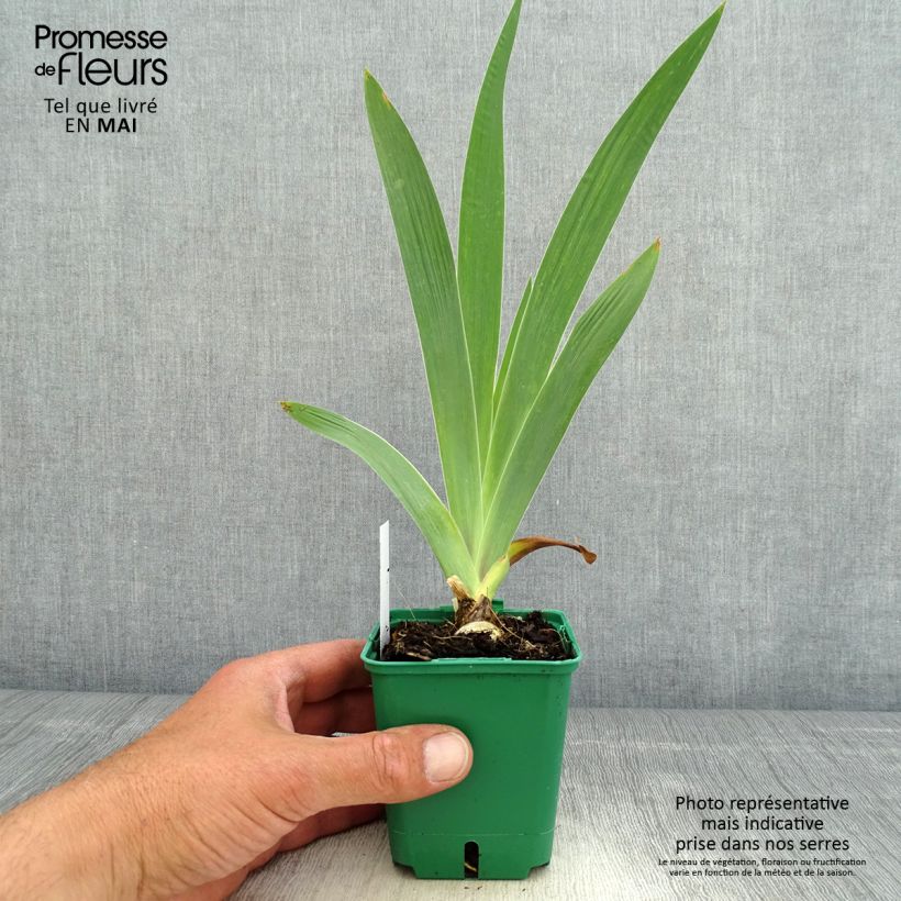 Example of Iris germanica Sultan's Palace - Iris des Jardins Godet de 8/9 cm as you get in printemps