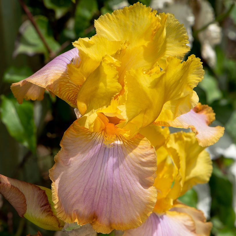 Iris germanica Sunset Sky - Iris des Jardins (Flowering)