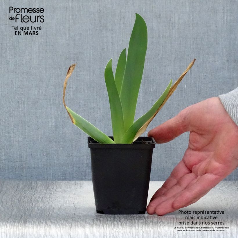 Example of Iris germanica Sur la plage - Iris des Jardins Godet de 8/9 cm as you get in printemps