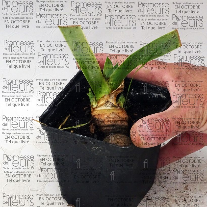 Example of Iris germanica Tanzanian Tangerine Sunset - Iris des Jardins Godet de 8/9 cm as you get