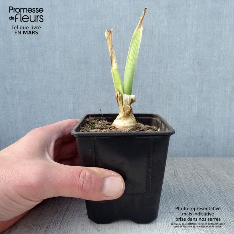 Spécimen de Iris germanica Tiger Honey Godet de 8/9 cm tel que livré au printemps