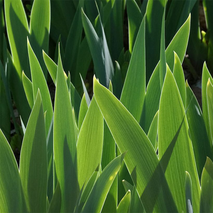 Iris germanica Torero - Iris des Jardins (Foliage)