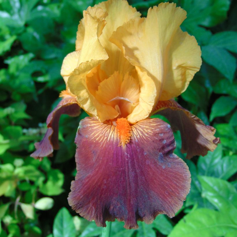 Iris germanica Torero - Iris des Jardins (Flowering)