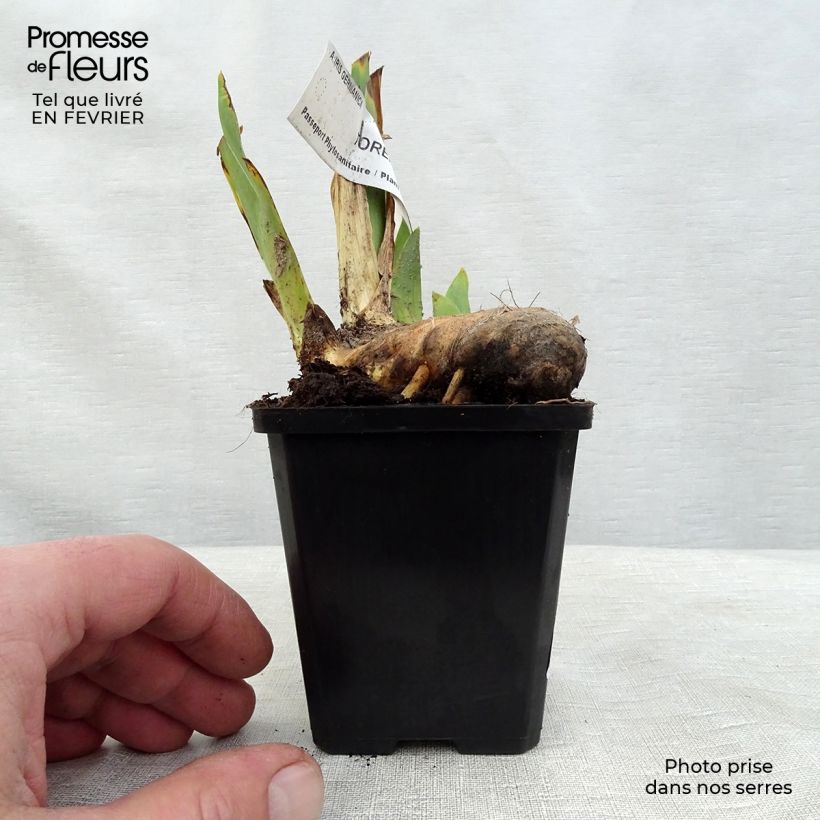 Example of Iris germanica Torero - Iris des Jardins Godet de 8/9 cm as you get in hiver