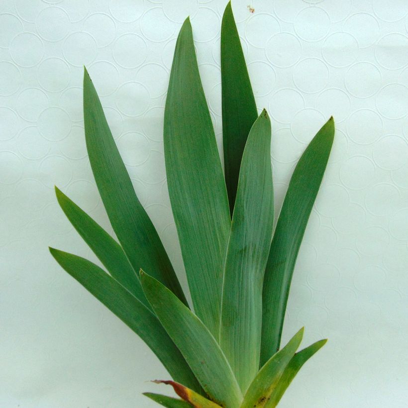 Iris germanica Toucan Tango (Foliage)