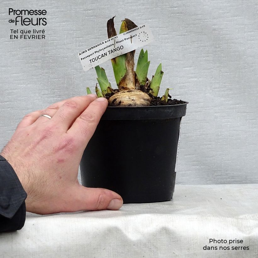 Example of Iris germanica Toucan Tango Godet de 8/9 cm as you get in hiver