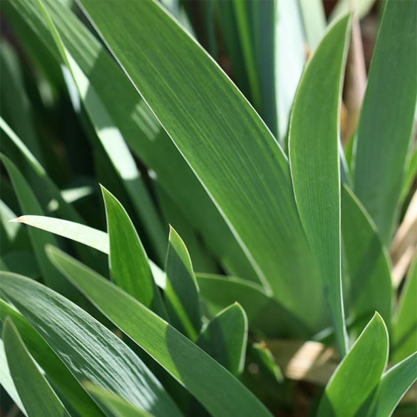 Iris germanica Trade Secret - Iris des Jardins (Foliage)