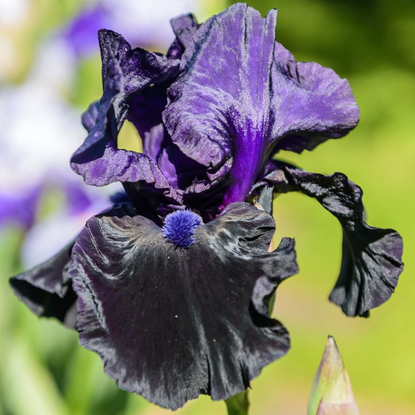 Iris germanica Tuxedo - Iris des Jardins (Flowering)
