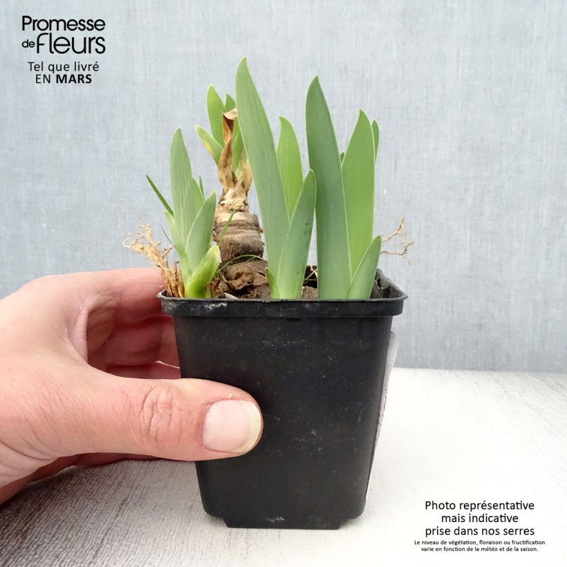 Example of Iris germanica Urluberlu - Iris des Jardins Godet de 8/9 cm as you get in printemps