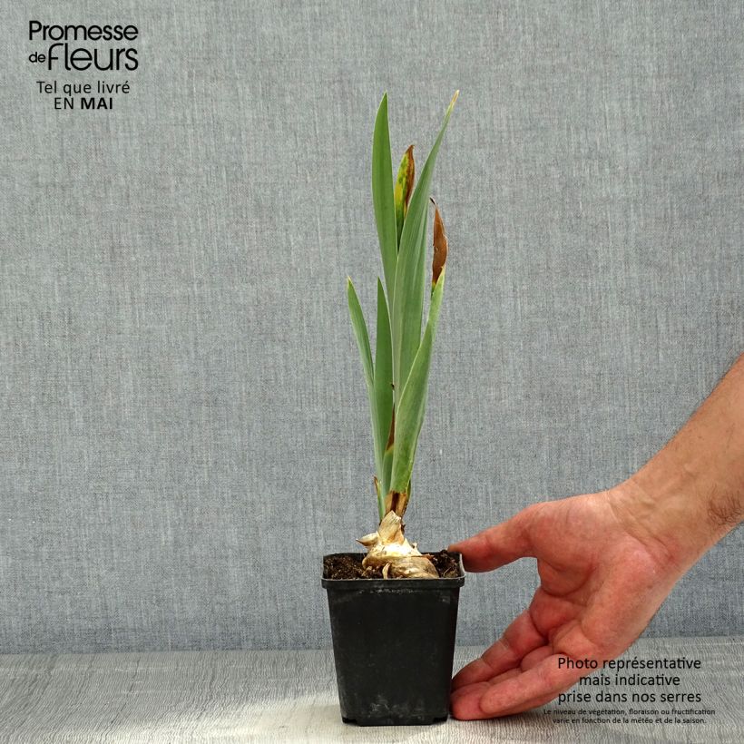 Spécimen de Iris germanica Virgule - Iris des Jardins Godet de 8/9 cm tel que livré au printemps