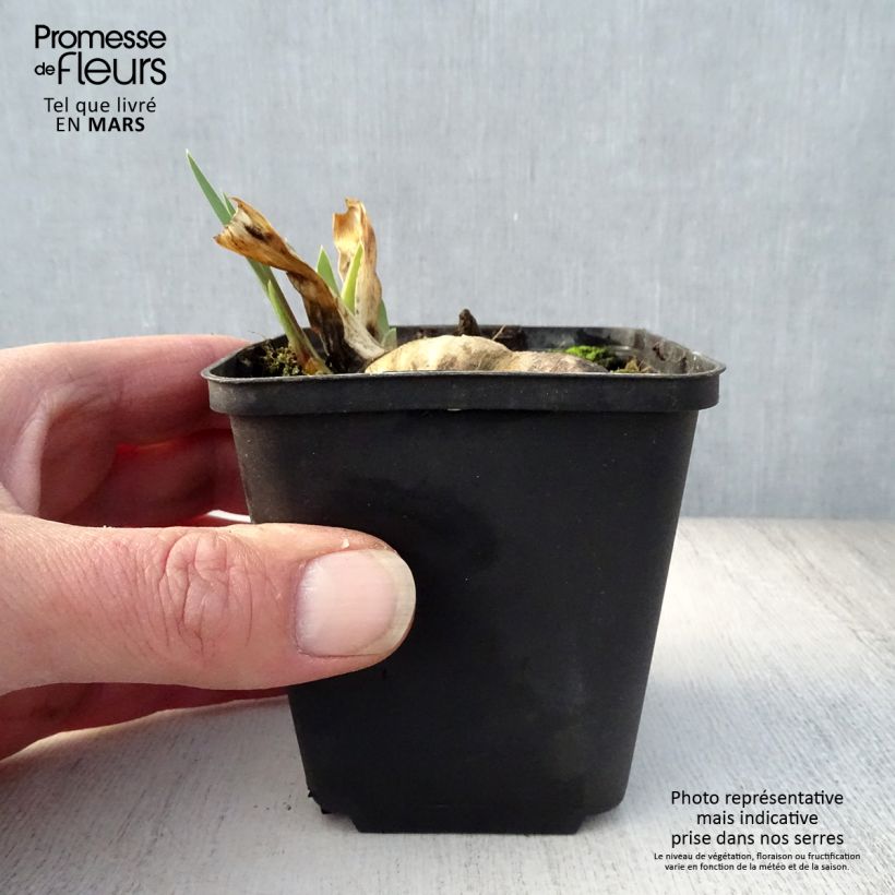 Example of Iris germanica Wabash - Grand iris des jardins Godet de 8/9 cm, Calibre 4/6 as you get in printemps