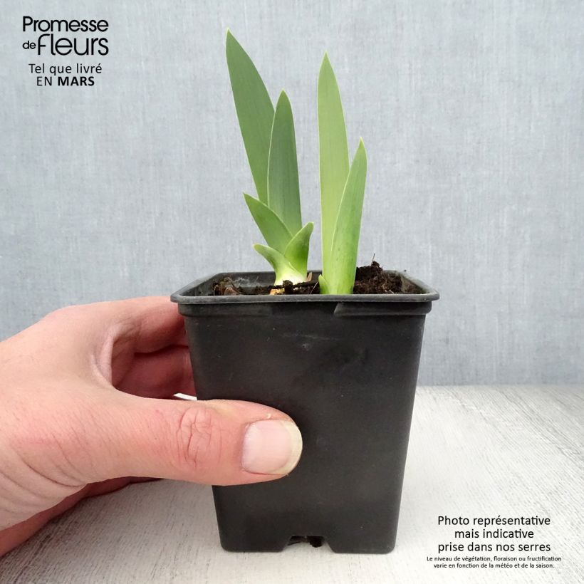 Example of Iris germanica Yaquina Blue - Iris des Jardins Godet de 8/9 cm as you get in printemps